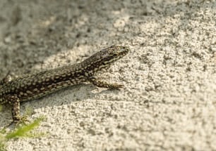 Un lagarto que está acostado en el suelo