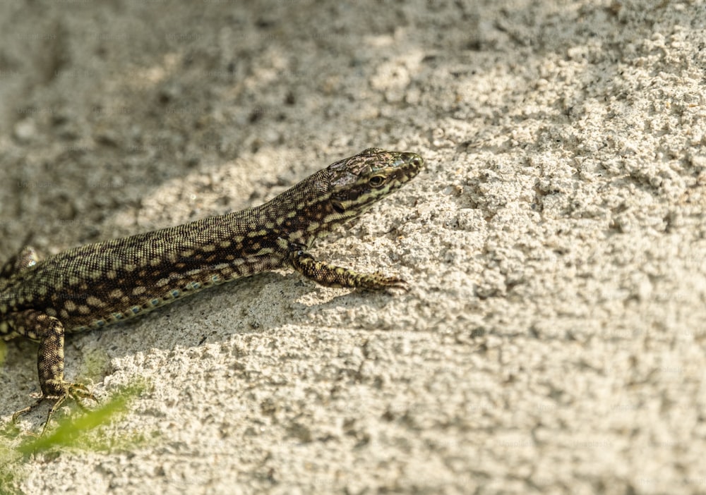 a lizard that is laying down on the ground