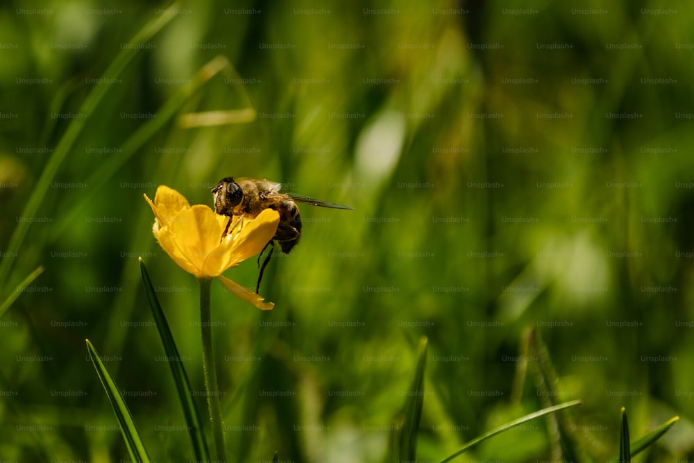 노란 꽃 위에 앉아있는 꿀벌