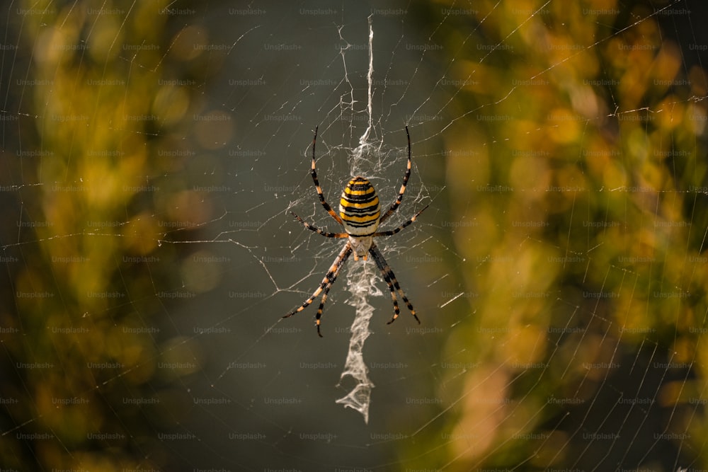 uma aranha amarela e preta sentada em sua teia