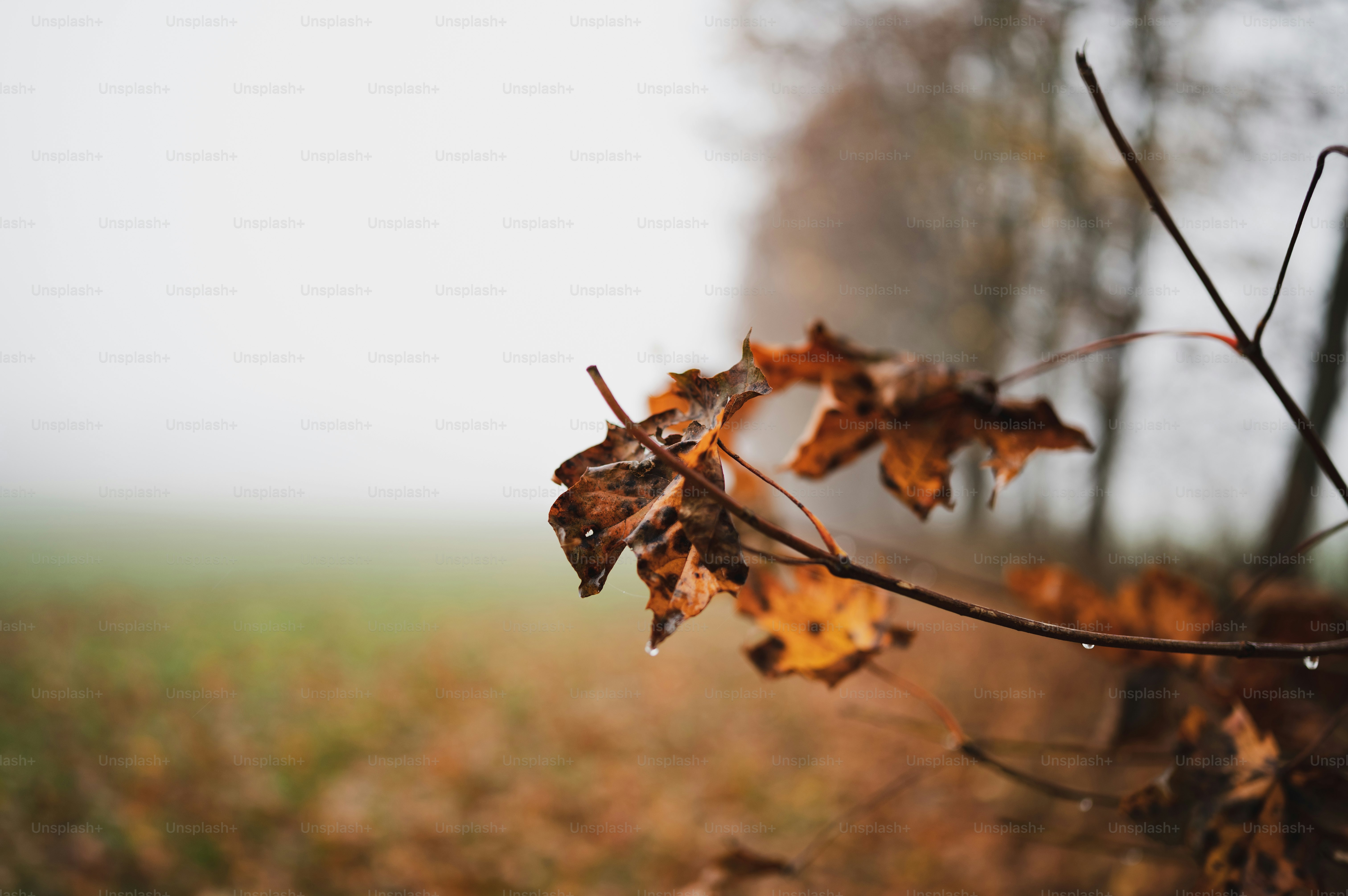 a tree branch with some leaves on it