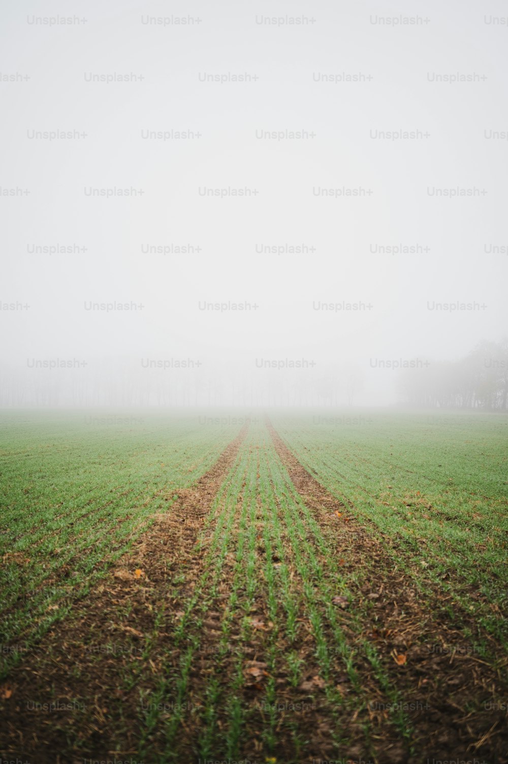 a foggy field with a line of trees in the distance