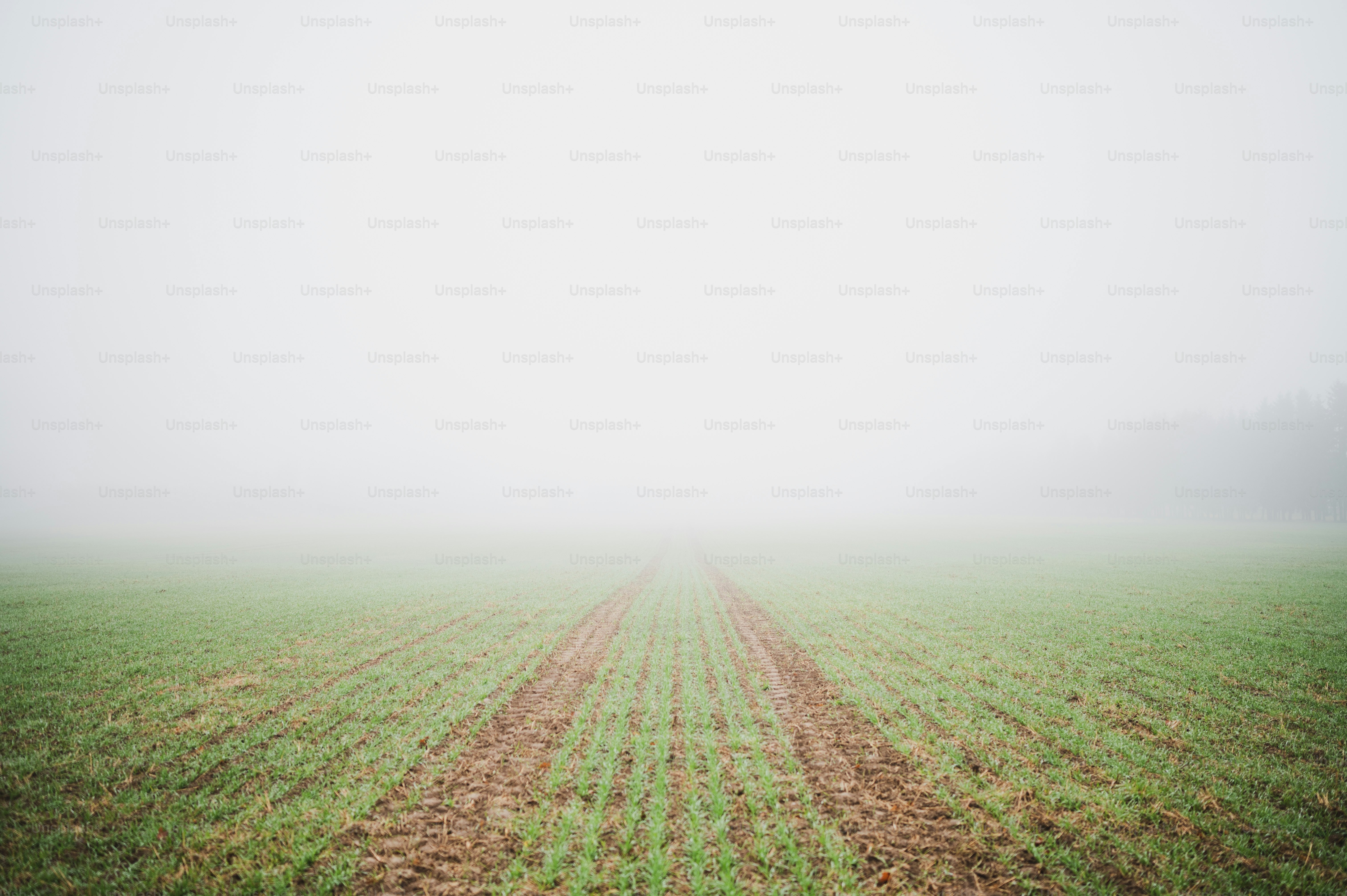 a foggy field with lines of grass in the foreground