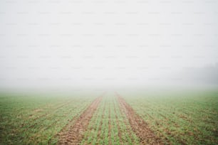 a foggy field with lines of grass in the foreground