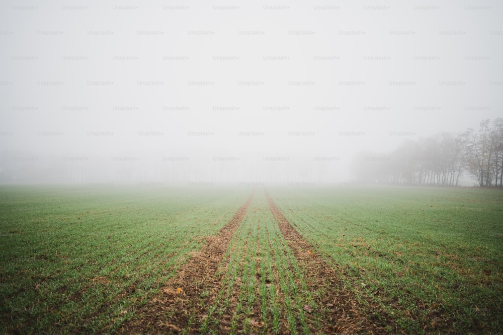 a foggy field with a line of trees in the distance