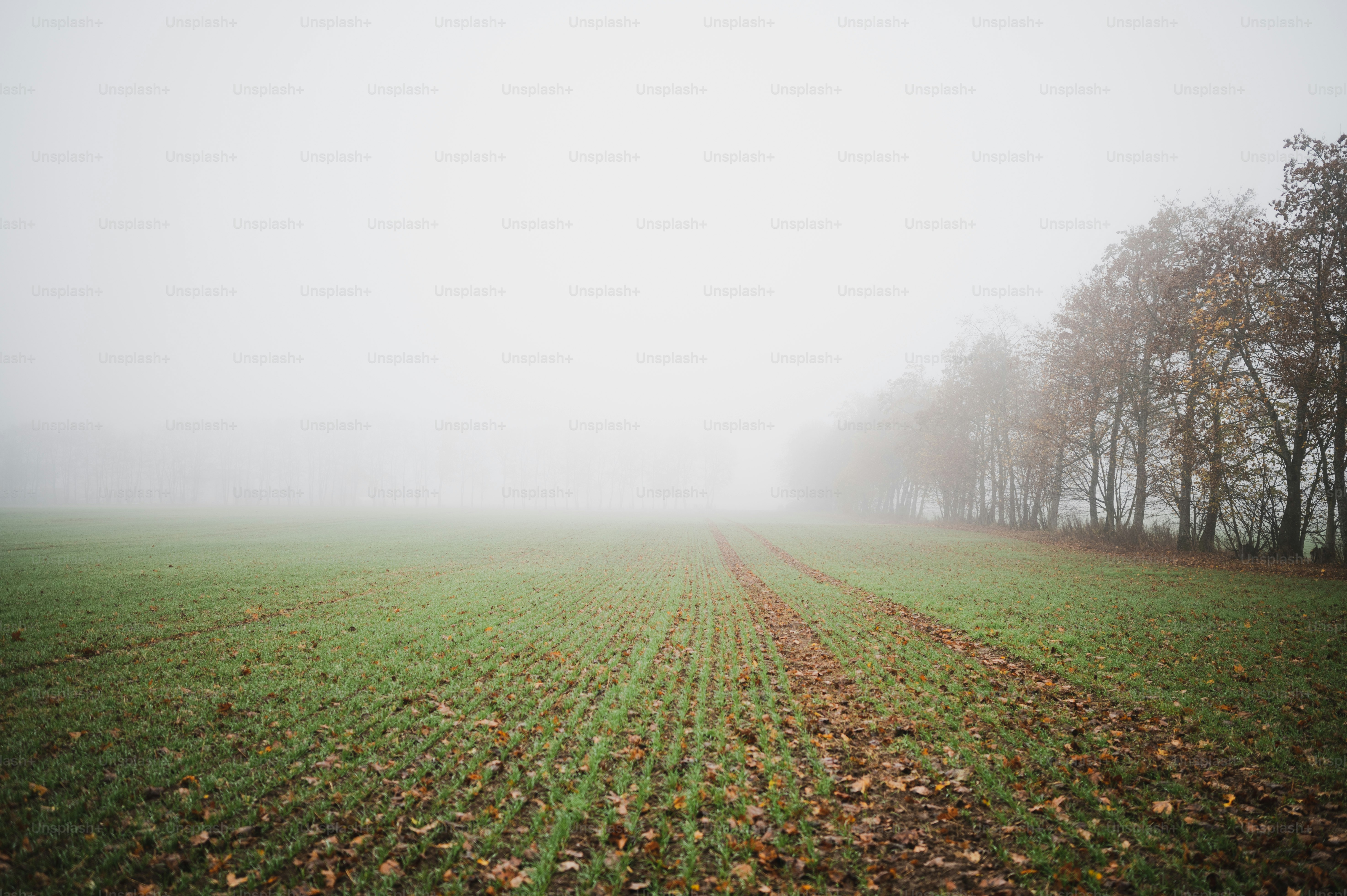 A forest filled with lots of tall trees photo – Wallpaper Image on Unsplash