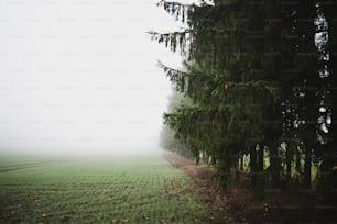 a foggy field with a row of trees in the foreground