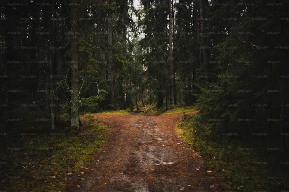 a dirt road in the middle of a forest