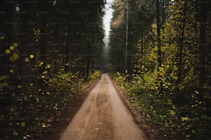 a dirt road in the middle of a forest