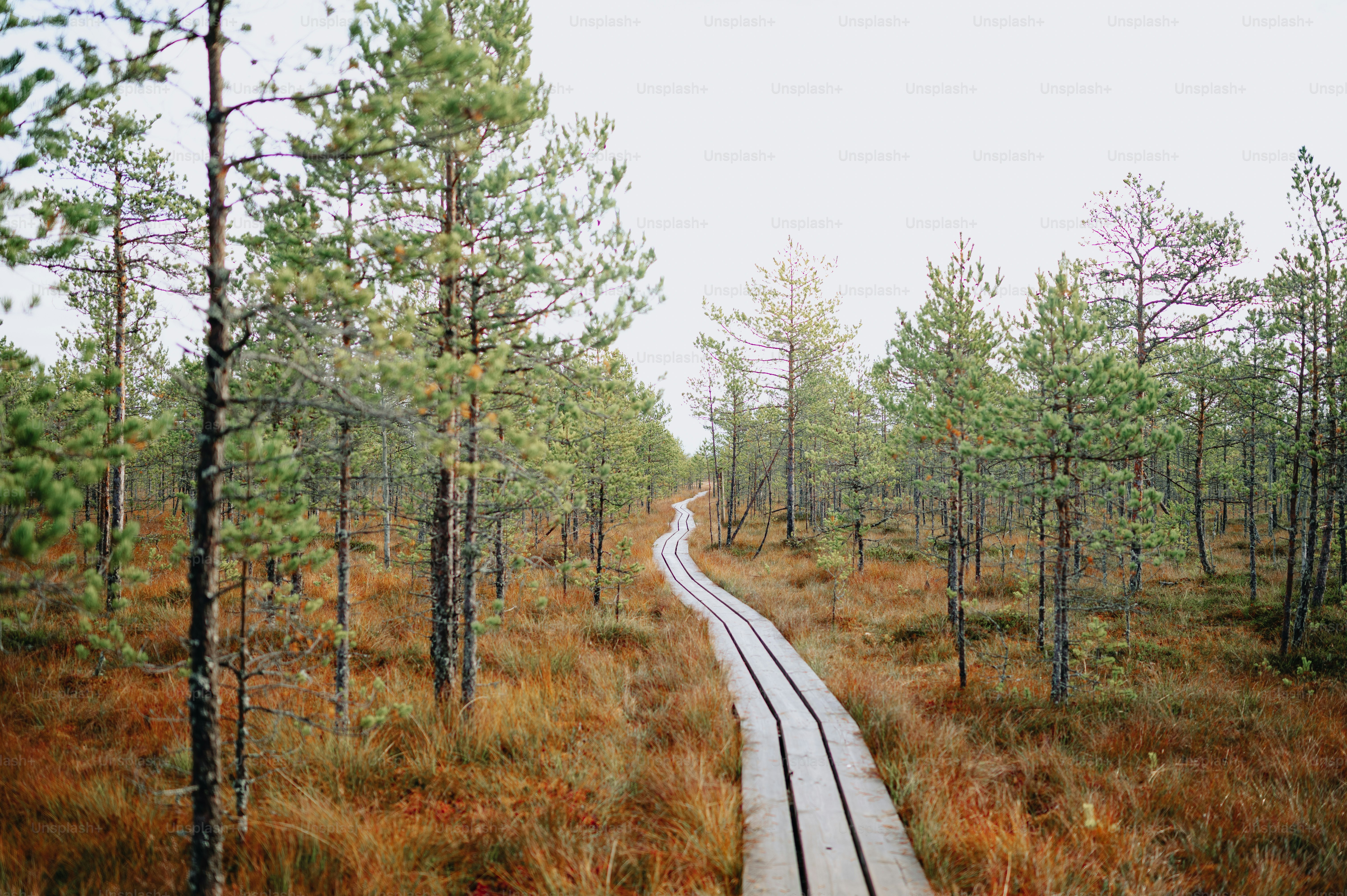eine Bahnstrecke mitten im Wald