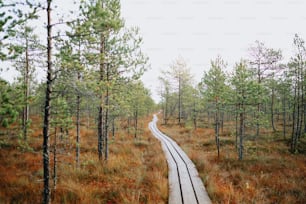 Una vía de tren en medio de un bosque