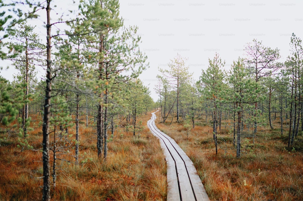 a train track in the middle of a forest