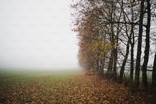a foggy field with trees in the foreground