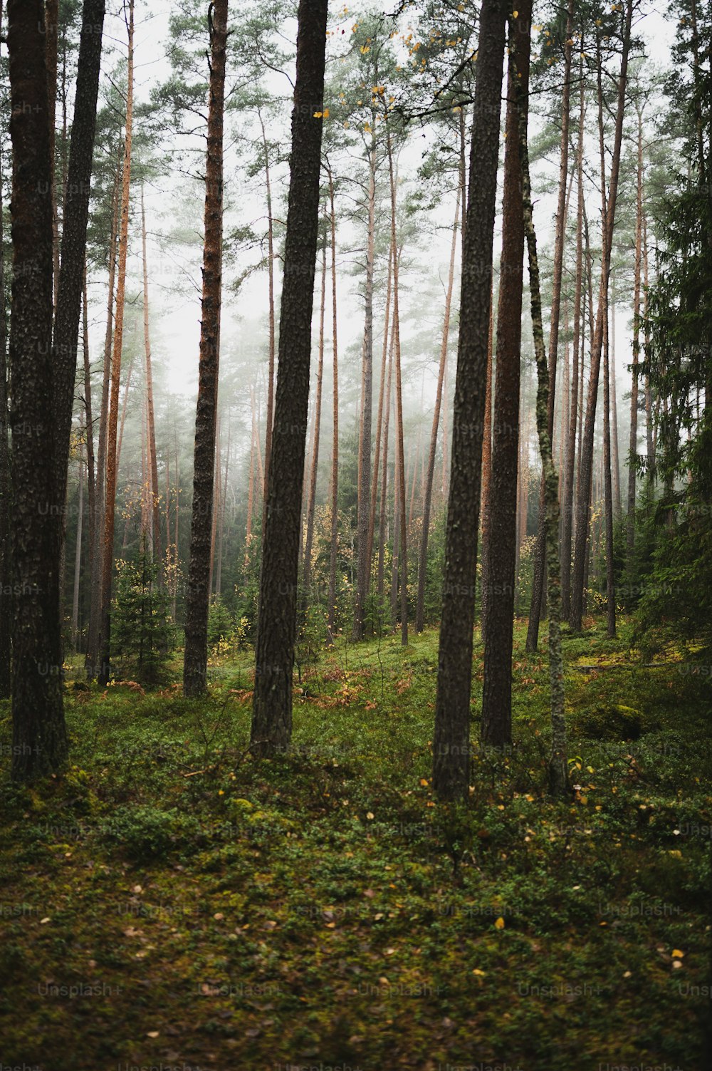 a forest filled with lots of tall trees