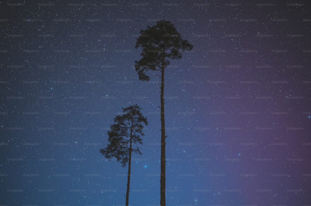 a couple of tall trees sitting under a night sky