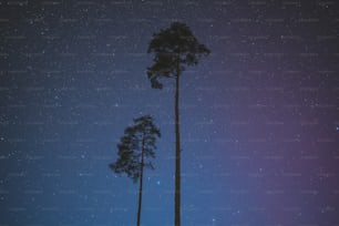 a couple of tall trees sitting under a night sky