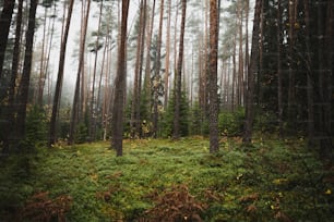 uma floresta cheia de muitas árvores altas