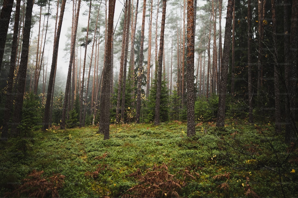 Un bosque lleno de muchos árboles altos