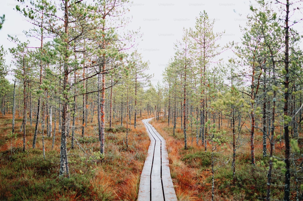 a wooden path in the middle of a forest