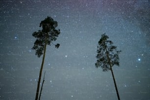 the night sky is filled with stars and trees