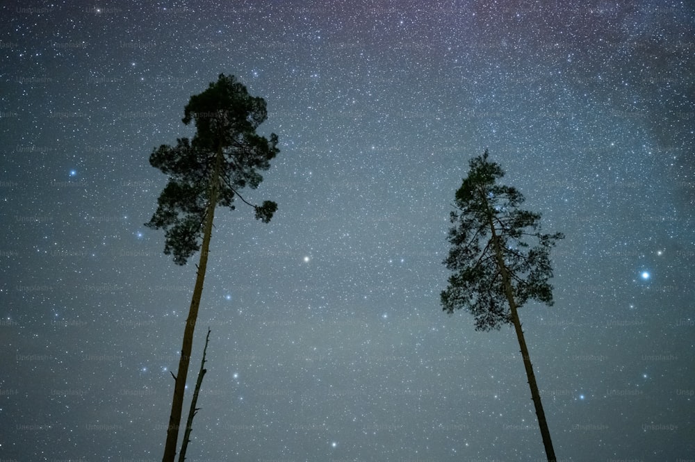 the night sky is filled with stars and trees