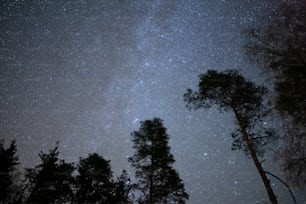 밤하늘에는 별과 나무가 가득합니다