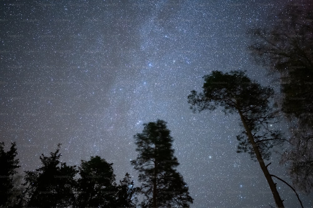 O céu noturno está cheio de estrelas e árvores