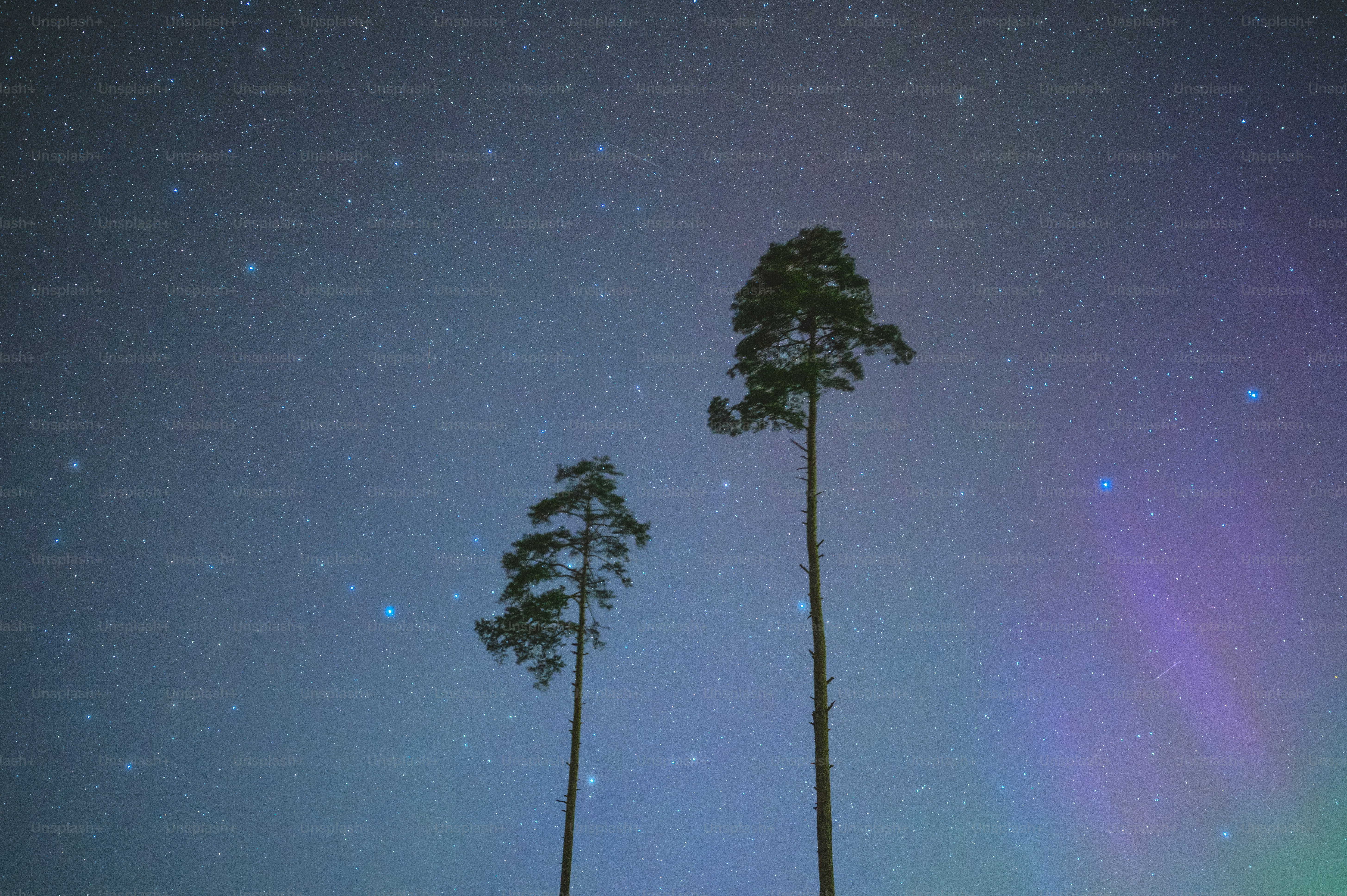 ein paar Bäume, die im Gras stehen