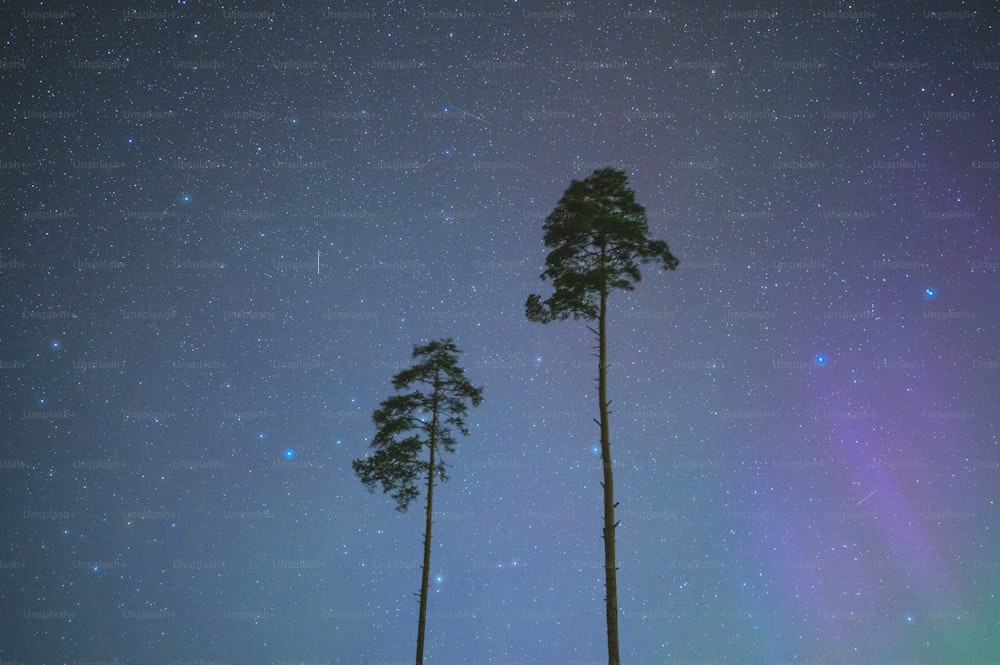 a couple of trees that are standing in the grass