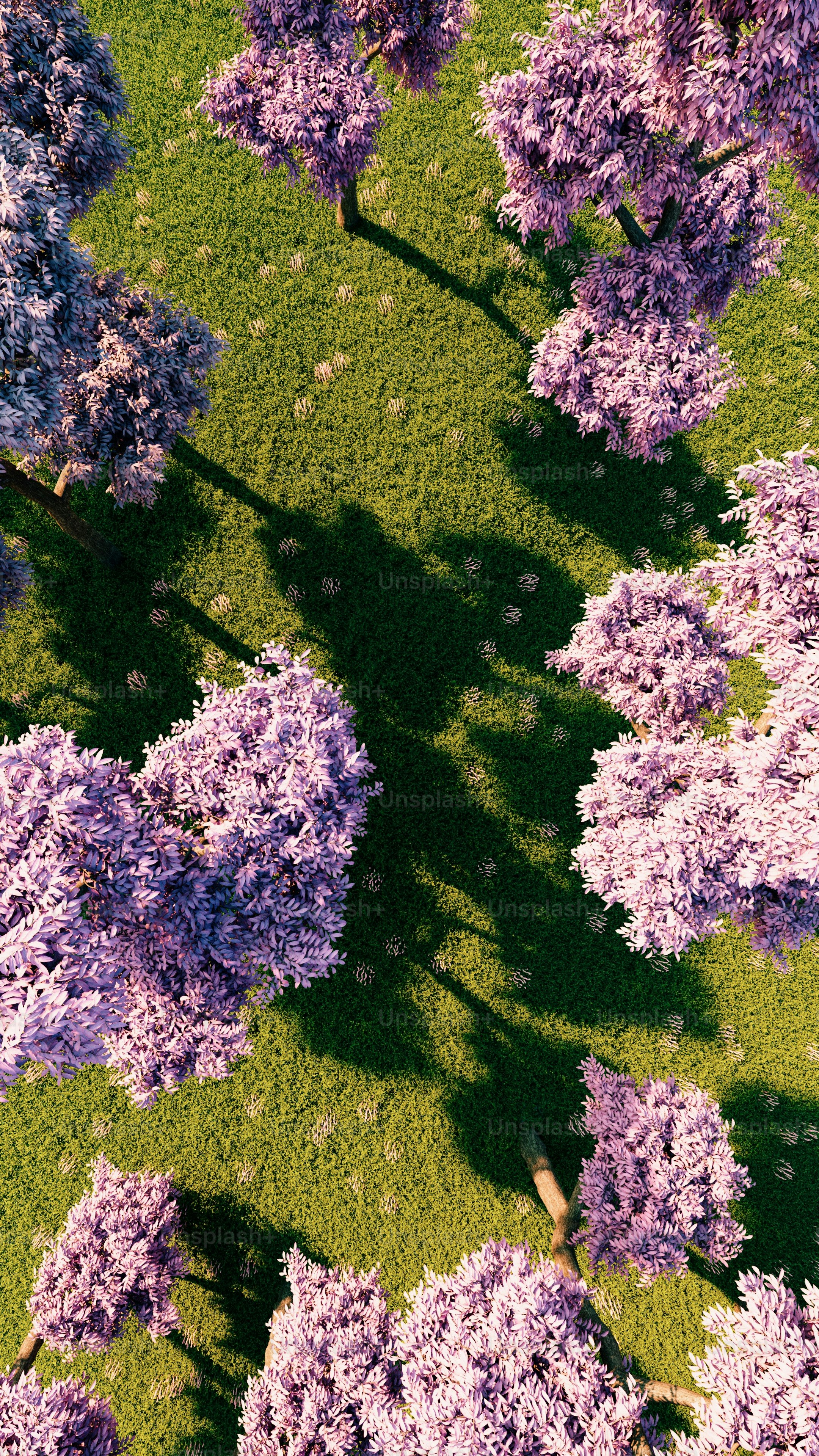 An aerial view of a field with trees in bloom photo – Wallpaper Image ...