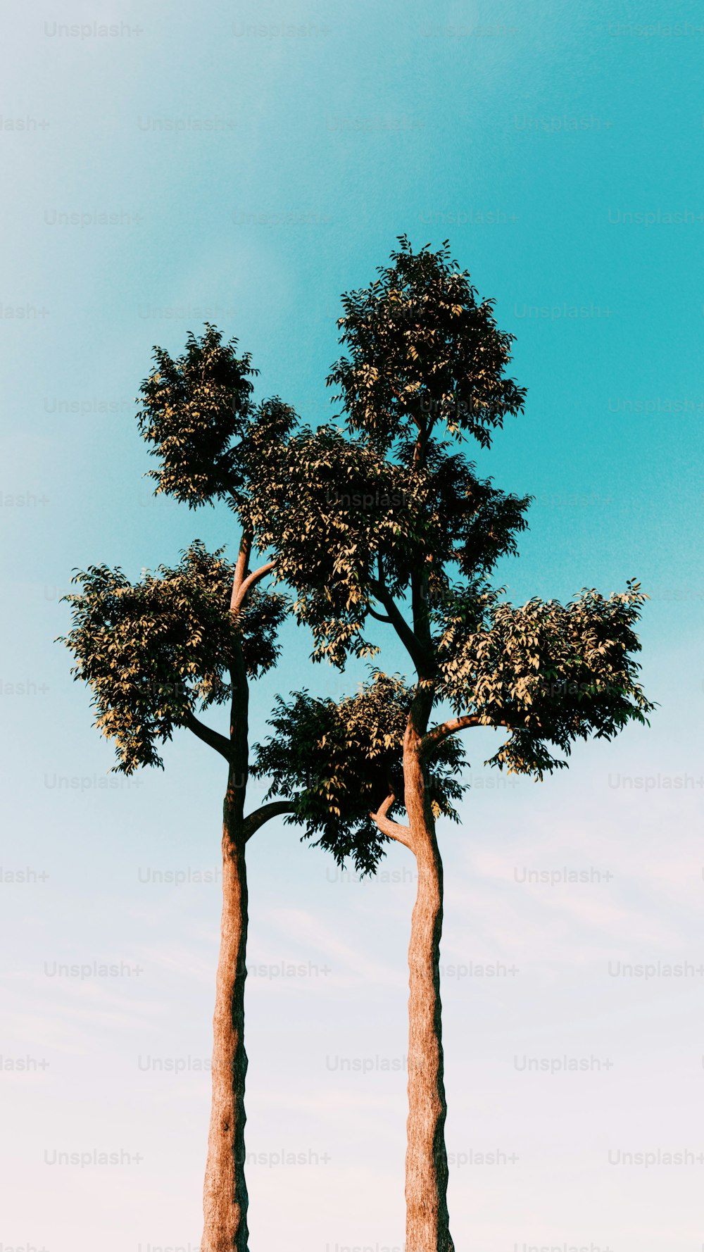 a couple of trees that are standing in the grass