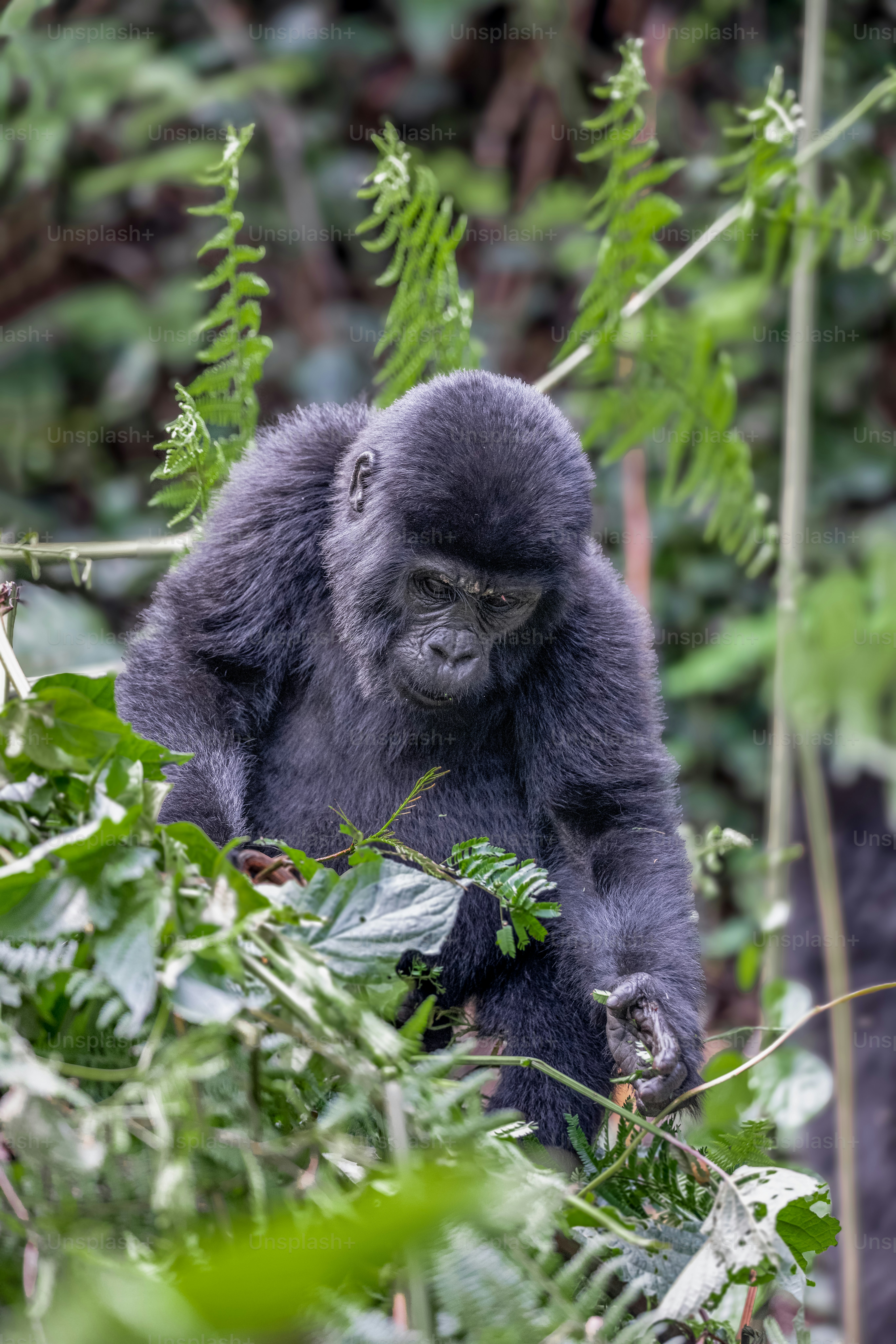 500+ Gorilla Pictures | Download Free Images on Unsplash