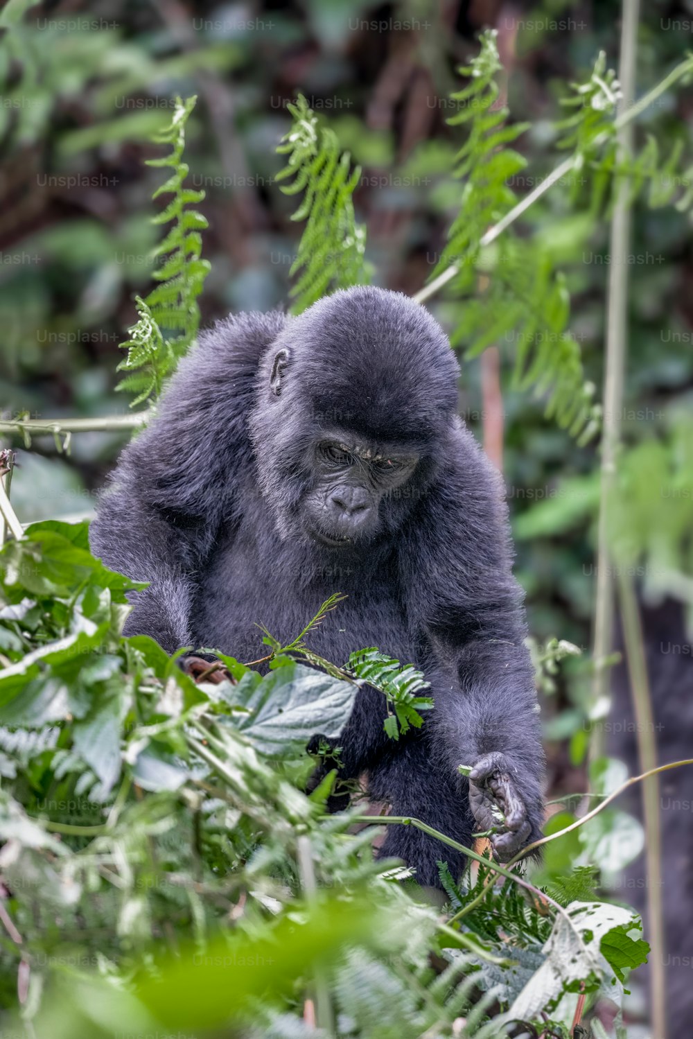 a gorilla sitting in the middle of a forest