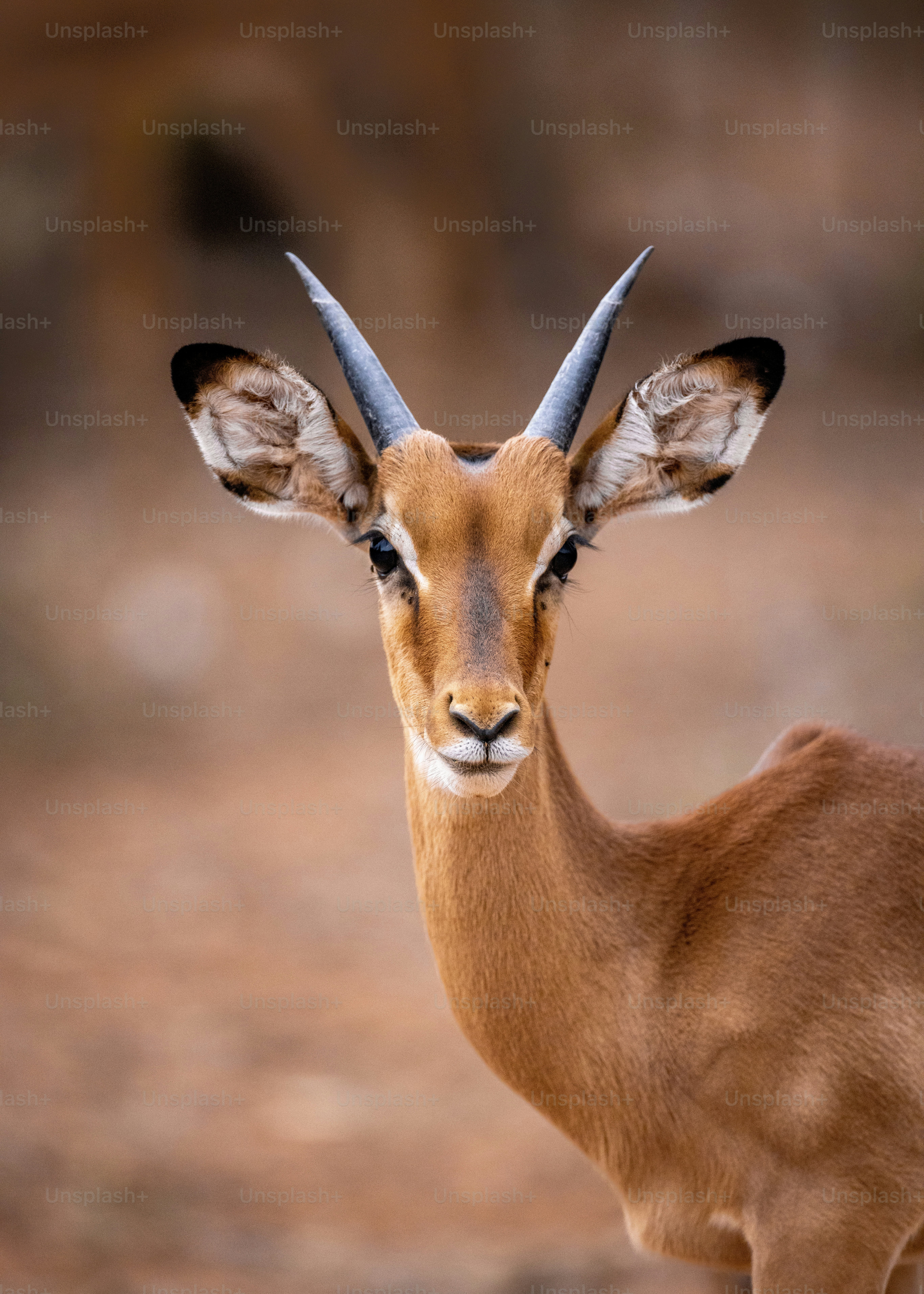 a close up of a small animal with horns