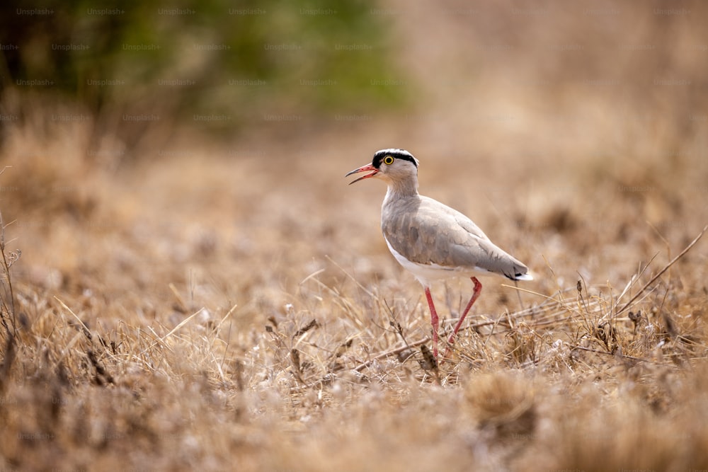 a bird with a long beak standing in a field