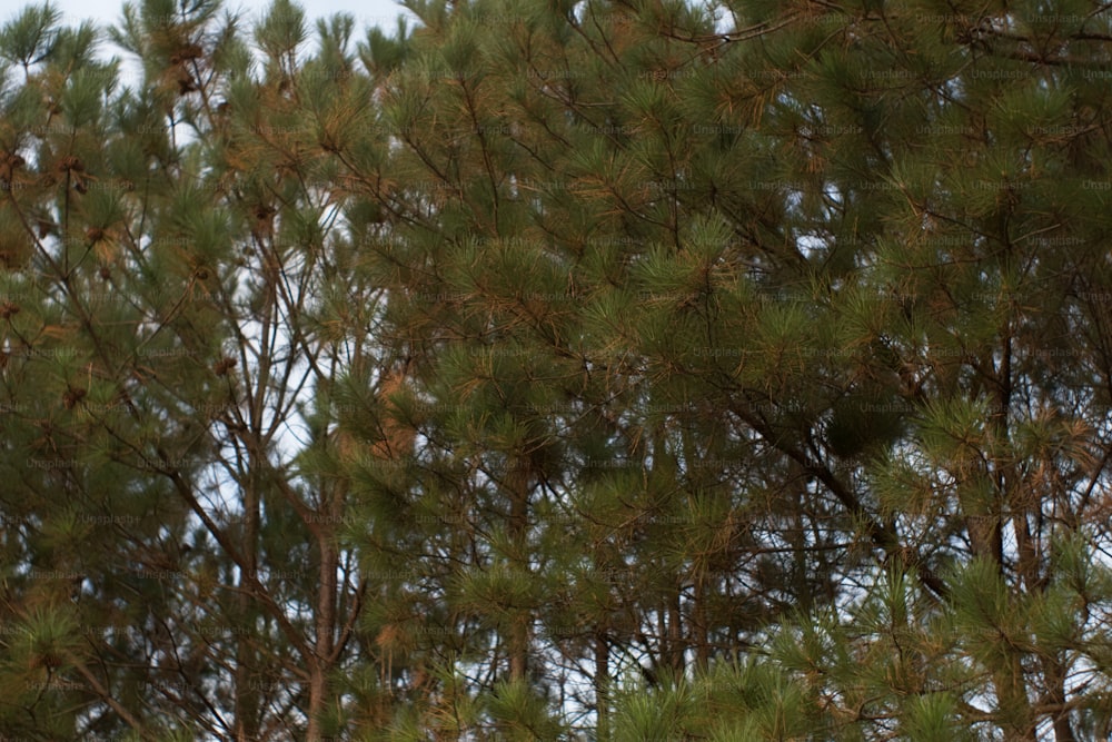 a bird is perched on a tree branch