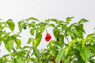 a red pepper plant with green leaves and a white wall in the background