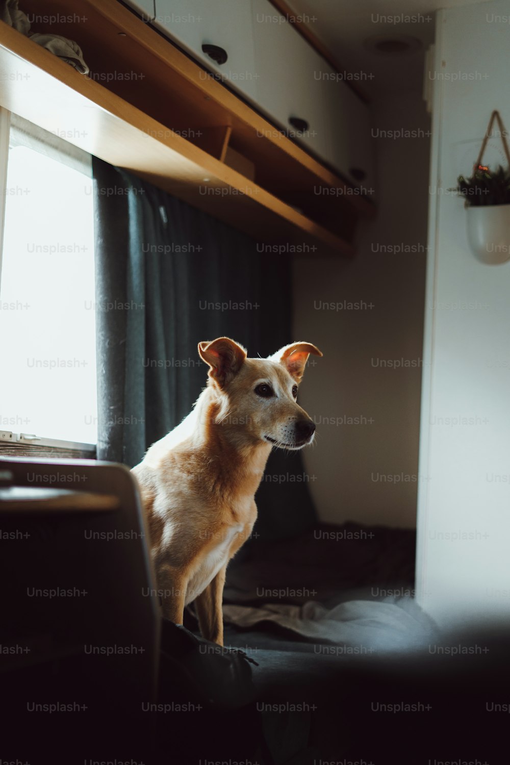 a brown dog sitting on top of a bed next to a window