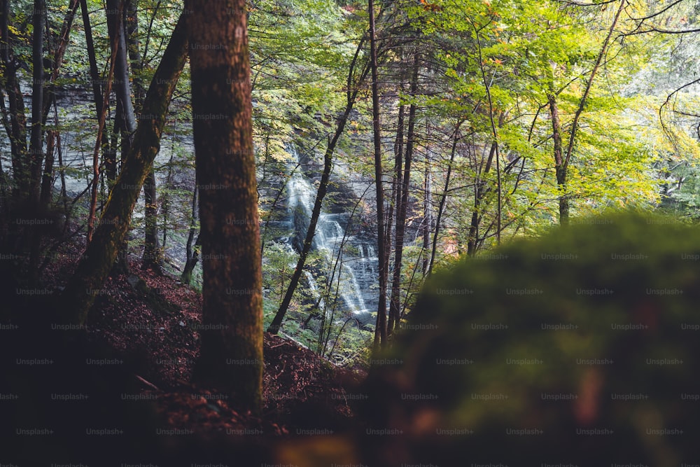 Ein Wasserfall mitten im Wald