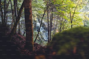 a waterfall in the middle of a forest