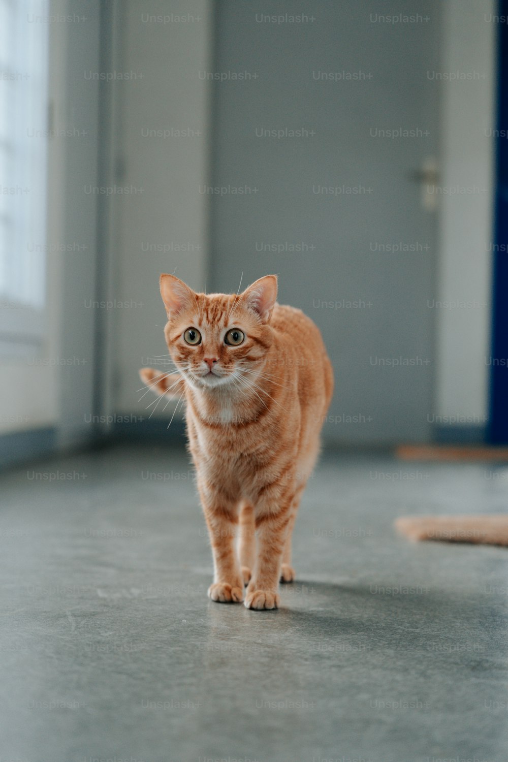 바닥을 가로질러 걷는 작은 주황색 고양이