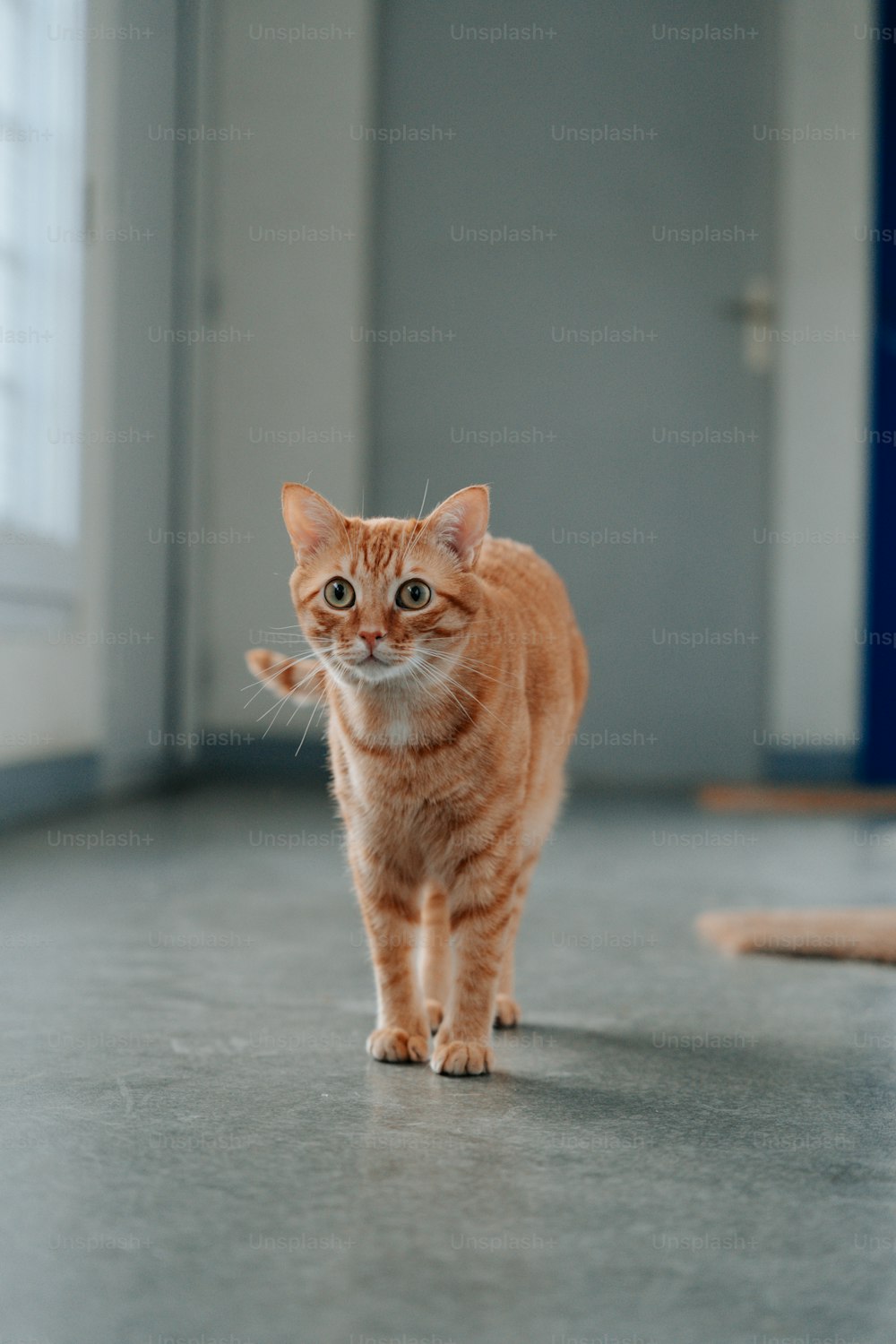 a small orange cat walking across a floor