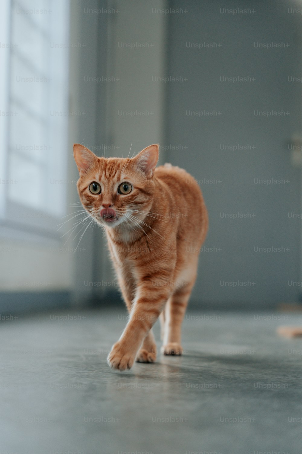 Un petit chat orange marchant sur un sol