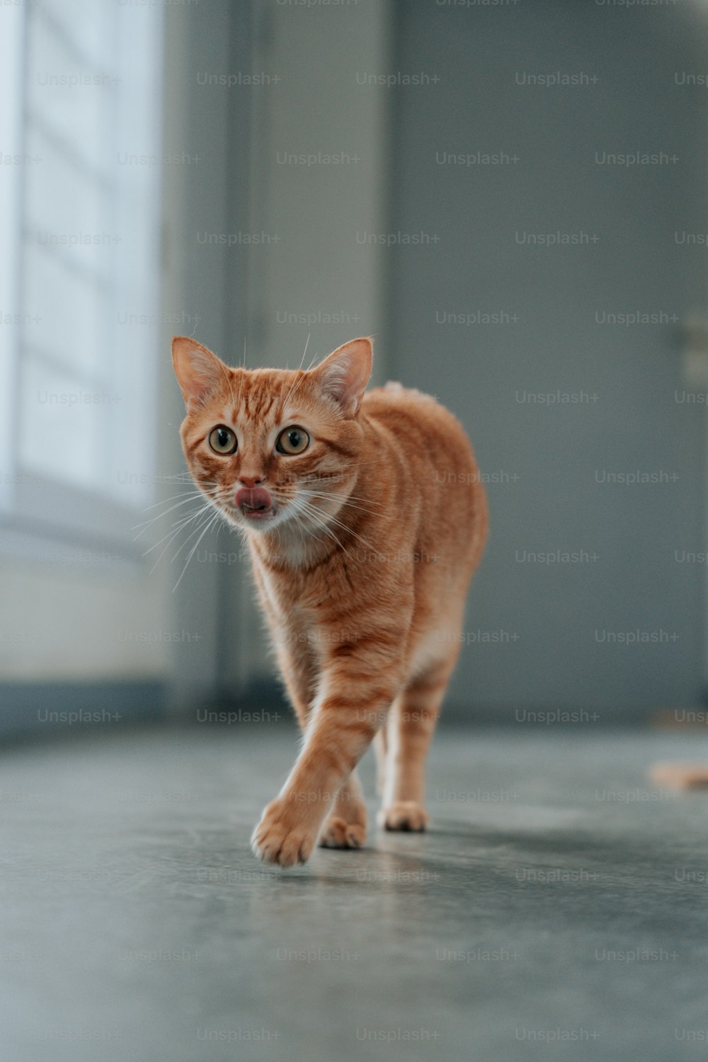 a small orange cat walking across a floor