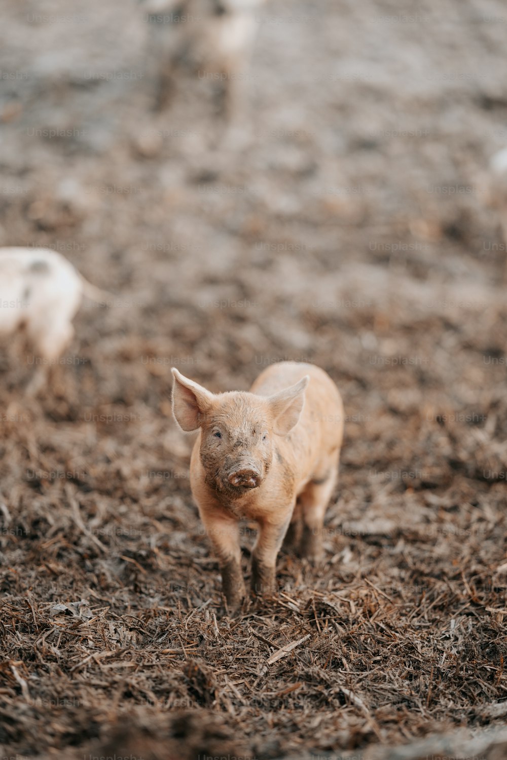 ein kleines Schwein, das auf einem Grasfeld steht