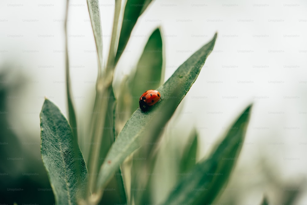Ein Marienkäfer, der auf einem grünen Blatt sitzt