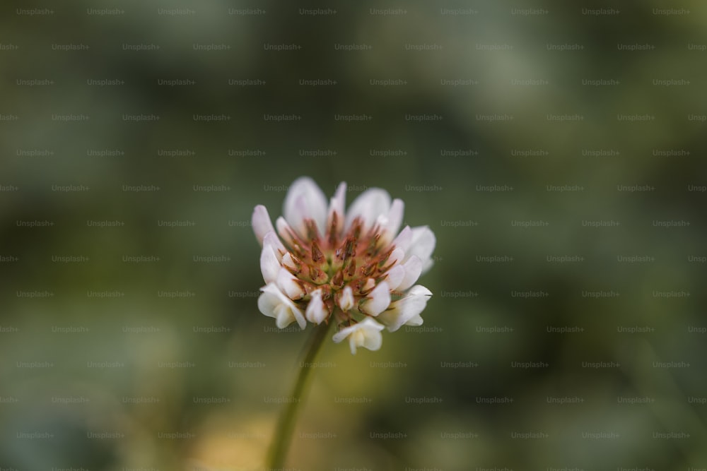 a small white and red flower with a blurry background