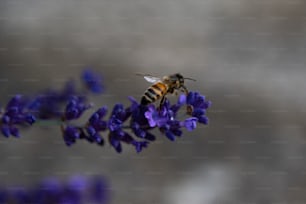 a bee sitting on top of a purple flower