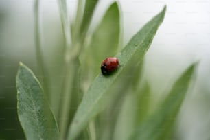 녹색 잎 위에 앉아 있는 무당벌레
