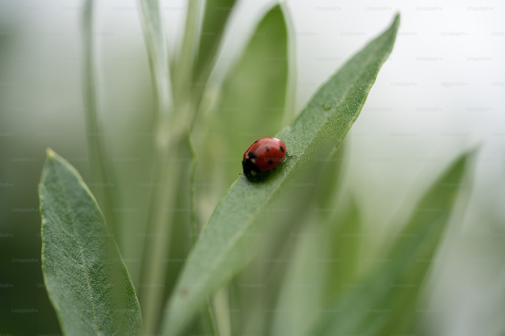 a lady bug sitting on top of a green leaf